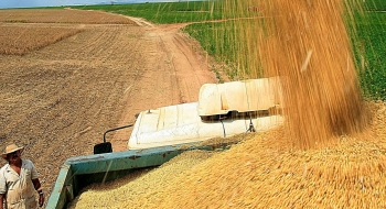 Ministra da Agricultura afirma que não vai faltar arroz no país